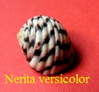 Nerita versicolor, Gmelin 1791